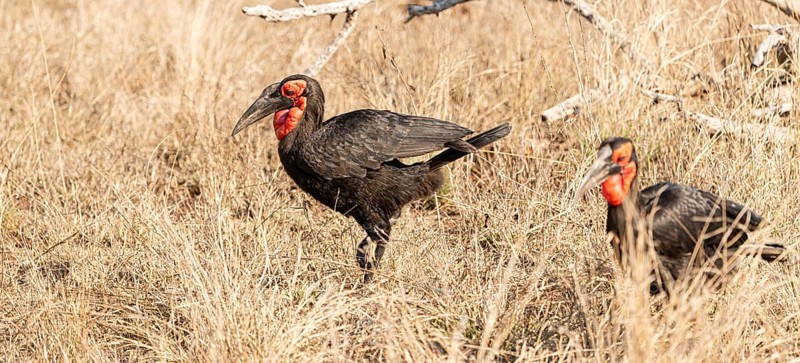 Southern Ground Hornbill (Bucorvus Leadbeateri) in dry grass at Kruger National Park, South Africa, Africa