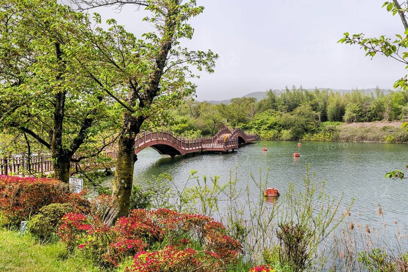 A scenic view of a lake with a red wooden bridge and lush greenery, in Suncheon, South Korea, Asia