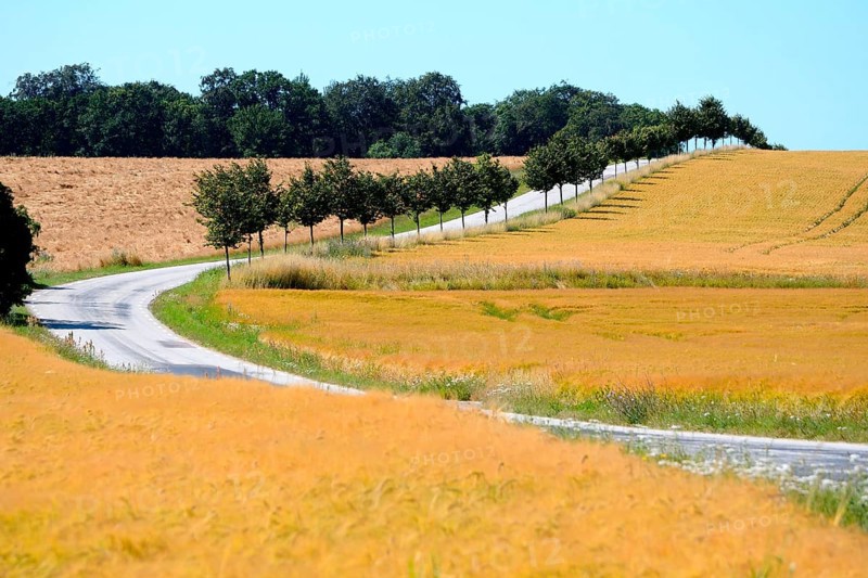 Road with avenue through fields of growing corn in Tosterup, Tomelilla Municipality, Skane County, Sweden, Scandinavia, Europe