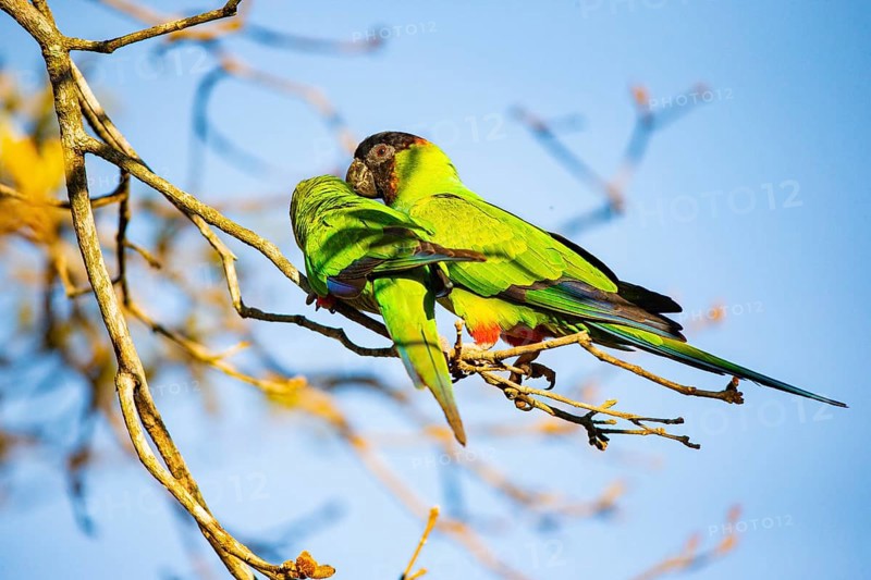 Nanday parakeet (Aratinga nanday) Pantanal Brazil