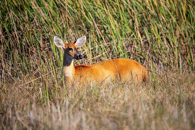 Marsh deer (Blastocerus dichotomous) Pantanal Brazil