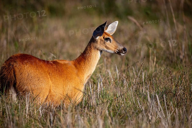 Marsh deer (Blastocerus dichotomous) Pantanal Brazil