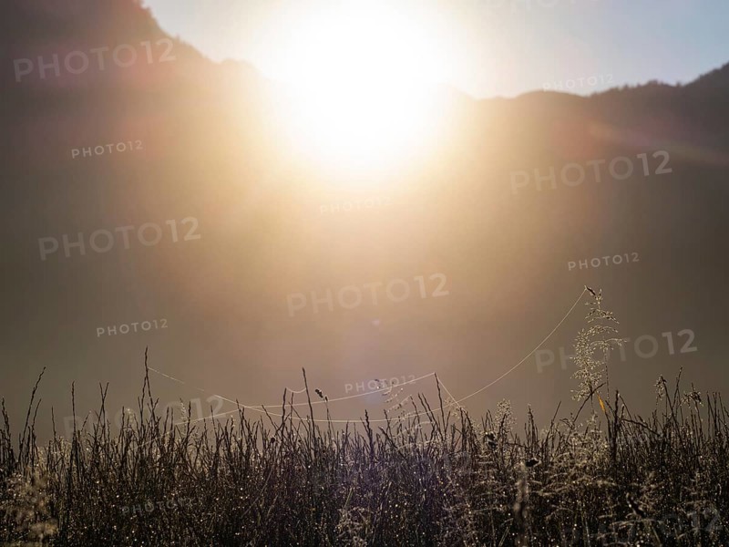 Morning atmosphere, spinning threads, meadow in the morning light, near Gössl, Salzkammergut, Styria, Austria, Europe