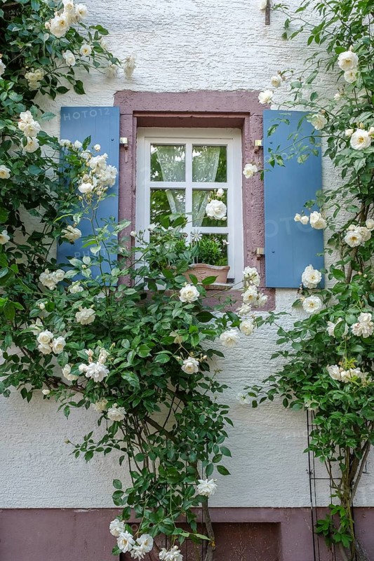 Window with blue shutters surrounded by blooming white roses on a rustic house wall, Rhodt unter Rietburg, Southern Palatinate, Palatinate, Rhineland-Palatinate, Germany, Europe