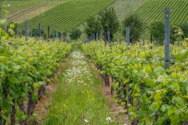 A lush vineyard with green vines and blooming daisies, Southern Palatinate, Palatinate, Rhineland-Palatinate