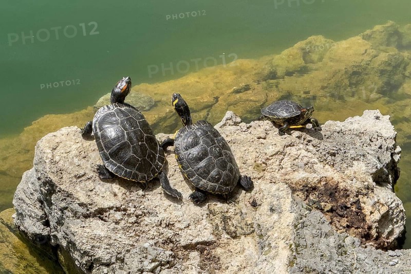 Three turtle specimens left and right Red-eared slider turtle (Trachemys scripta elegans) centre Yellow-eared slider turtle (Trachemys scripta scripta) sunbathing on small rock on shore of 1987 man-made lake on edge of Psiloritis Mountains fed by Votomos spring Votomos Lake Votomos Zaros Lake Zaros Lake Zaros Lake, Zaros, Crete, Greece, Europe