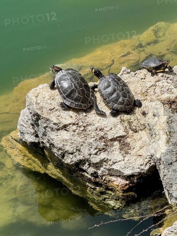 Three turtle specimens left and right Red-eared slider turtle (Trachemys scripta elegans) centre Yellow-eared slider turtle (Trachemys scripta scripta) sunbathing on small rock on shore of 1987 man-made lake on edge of Psiloritis Mountains fed by Votomos spring Votomos Lake Votomos Zaros Lake Zaros Lake Zaros Lake, Zaros, Crete, Greece, Europe
