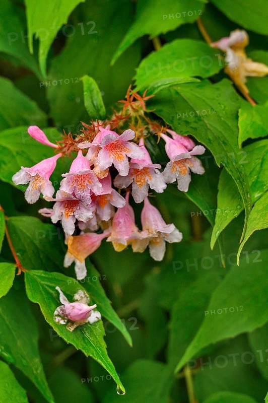 Weigelia (Weigela, syn.: Weigelia), in spring, Kempten, Allgäu, Swabia, Bavaria, Germany, Europe