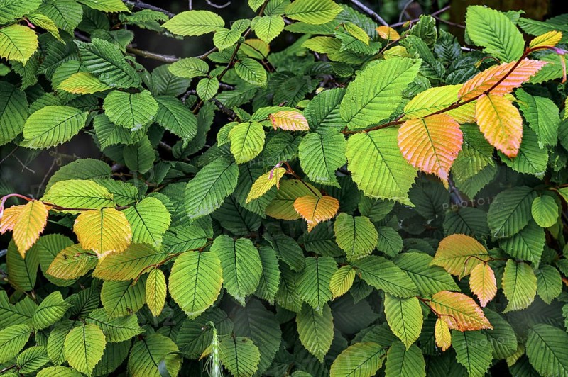 Hornbeam hedge in spring, hornbeam (Carpinus betulus), Kempten, Allgäu, Swabia, Bavaria, Germany, Europe