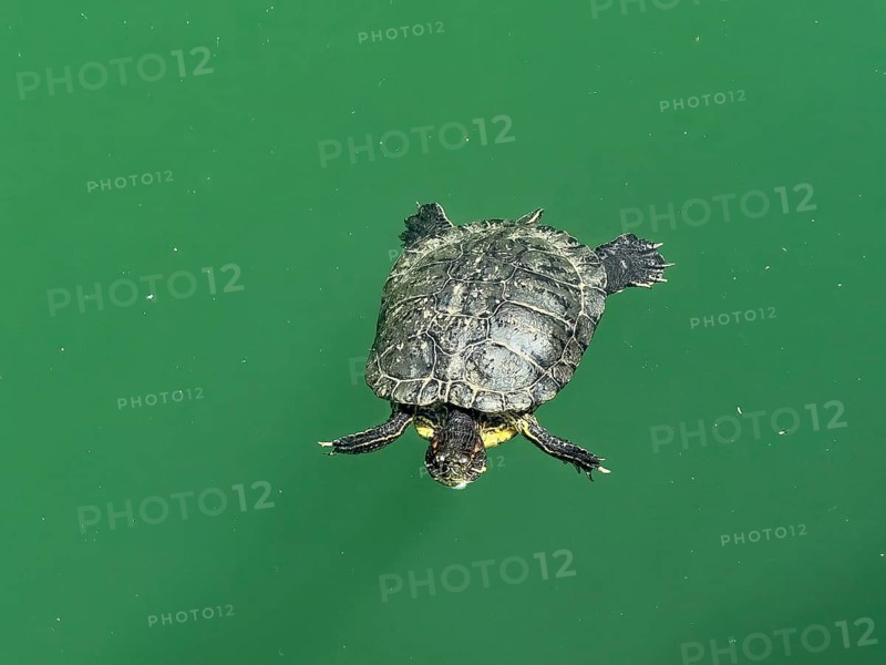 Red-eared slider (Trachemys scripta elegans) swimming in an artificial lake created in 1987 on the edge of the Psiloritis mountains and fed by the Votomos spring Votomos Lake Votomos Zaros Lake Zaros Lake Zaros Lake, Zaros, Crete, Greece-