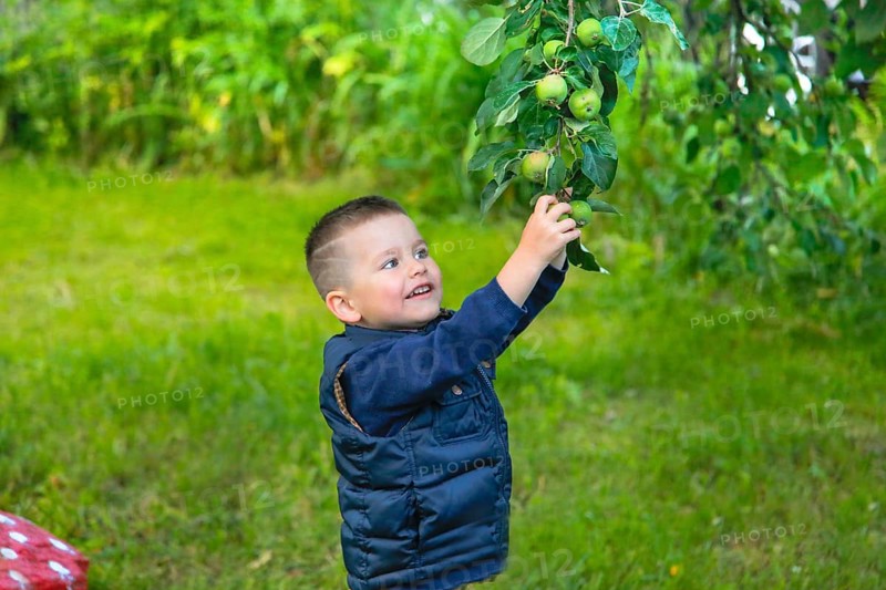 A boy wearing a blue jacket happily reaches up to pick apples from a tree in a lush green outdoor setting.Belarus.Minsk