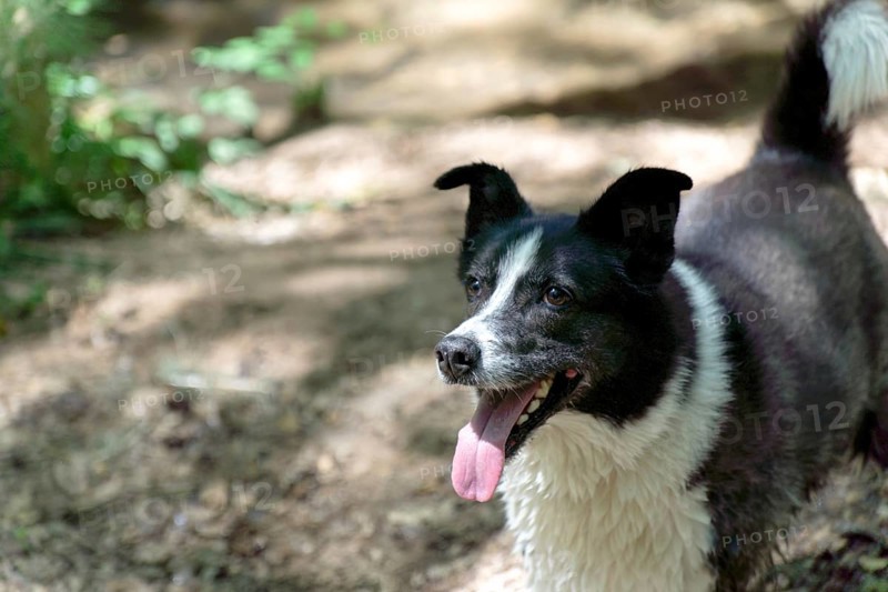 Close-up of a black and white border collie dog with tongue out in fatigue