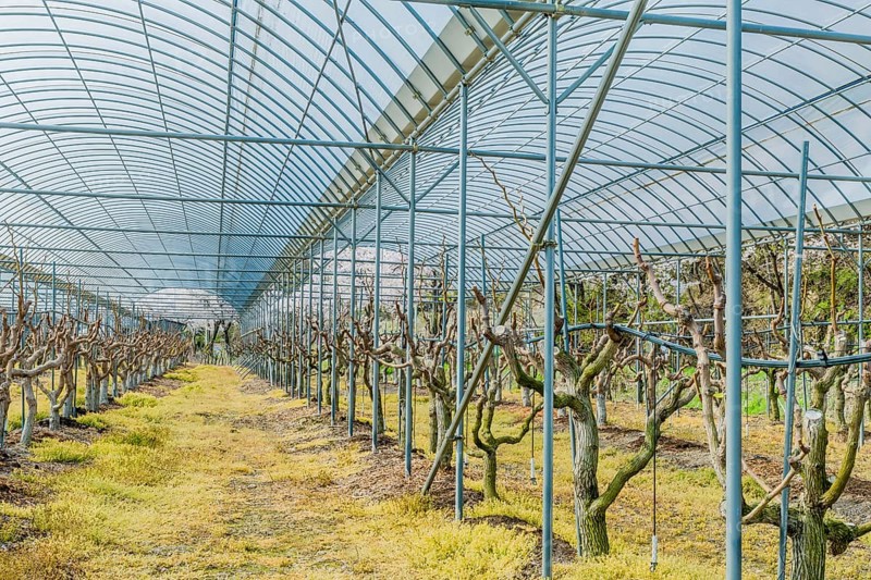 Greenhouse filled with pruned vines under a metal structure, in rural South Korea