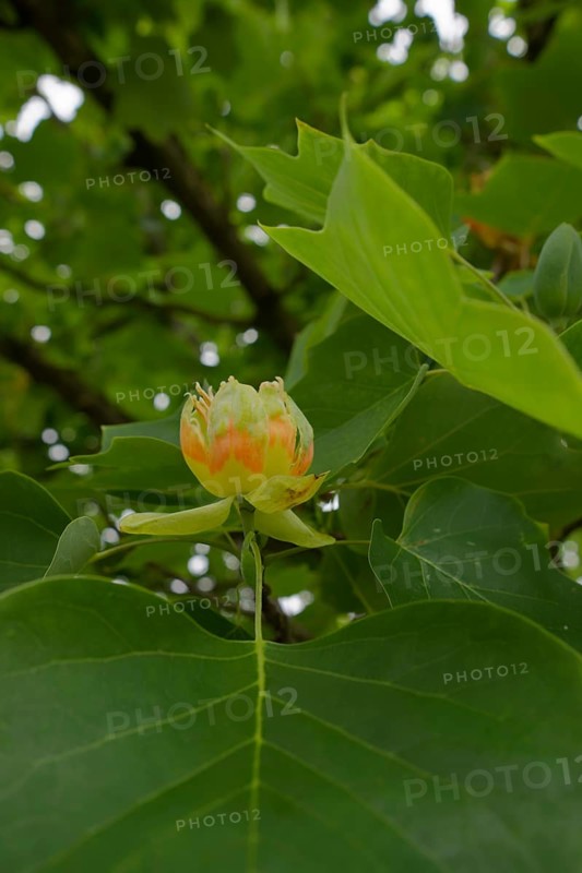 Blossom on a tulip tree (Liriodendron tulipifera), magnolia, magnolia, Schwäbisch Hall, Hohenlohe, Heilbronn-Franken, Germany, Europe
