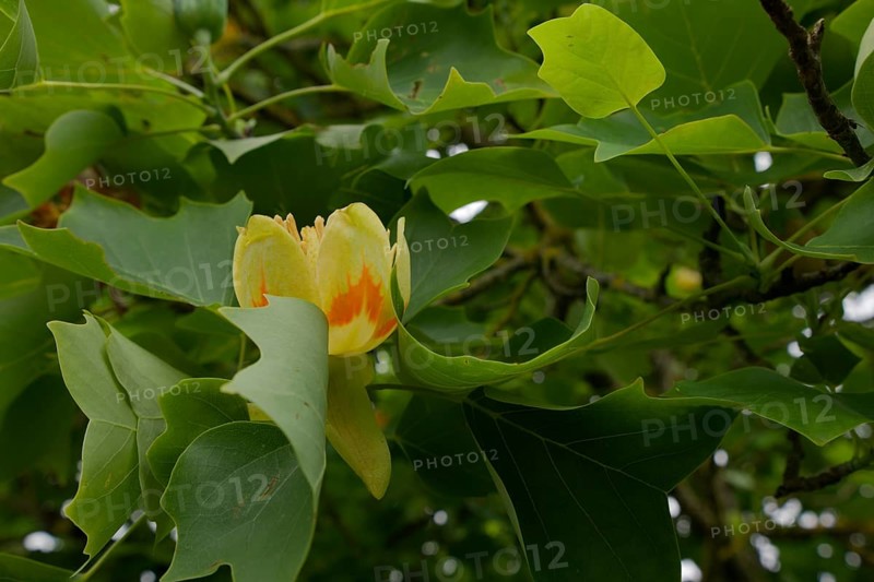 Blossom on a tulip tree (Liriodendron tulipifera), magnolia, magnolia, Schwäbisch Hall, Hohenlohe, Heilbronn-Franken, Germany, Europe