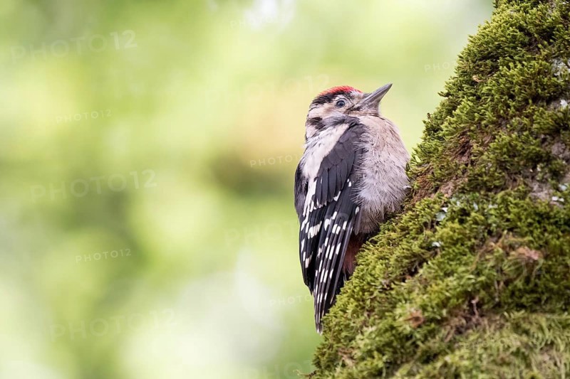 Young great spotted woodpecker (Dendrocopos major) on a mossy tree trunk, blurred green background, Hesse, Germany, Europe