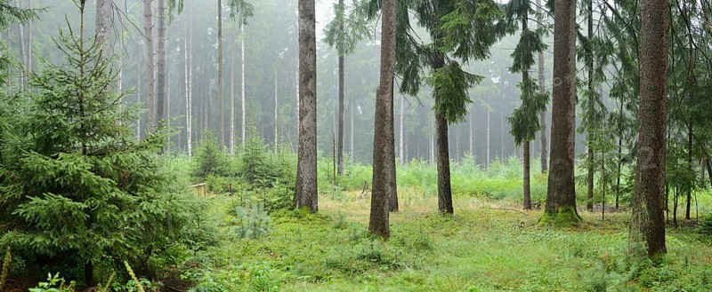 Misty forest with tall pine trees and lush green undergrowth creating a serene atmosphere, Bavaria