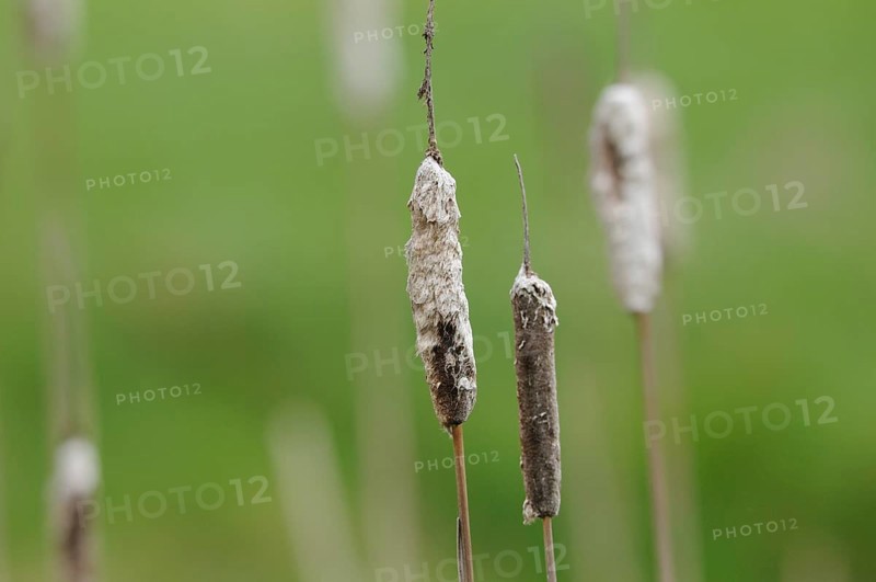Close-up of a broadleaf cattail (Typha latifolia), Bavaria