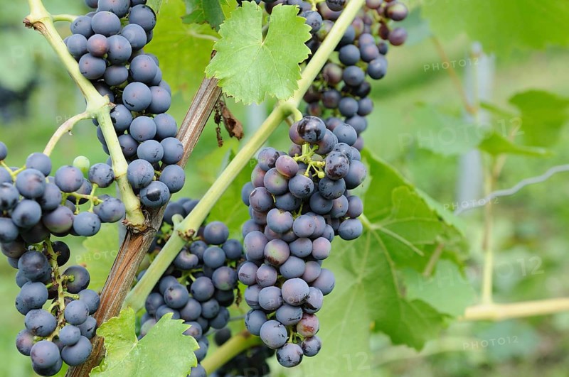 Clusters of purple grapes on a vine with large green leaves, some unripe, in a sunlit vineyard, Germany, Europe