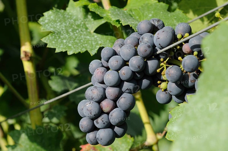 Close-up of a cluster of purple grapes on a vine surrounded by green leaves in a vineyard, Germany, Europe