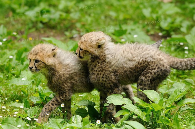 Cheetah (Acinonyx jubatus) cubs in a meadow, captive, occurrence Africa