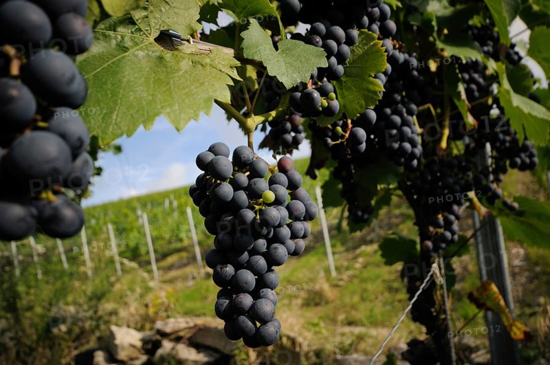Bunch of purple grapes hanging on a vine with green leaves under the sun in a vineyard, Germany, Europe