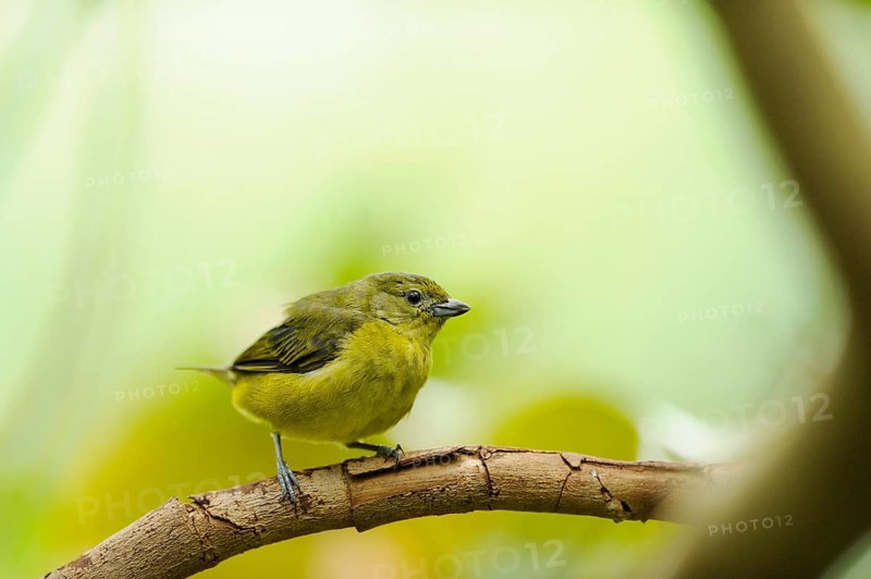 Close up of a Dickschnabelorganist (Euphonia laniirostris) sitting on a branch