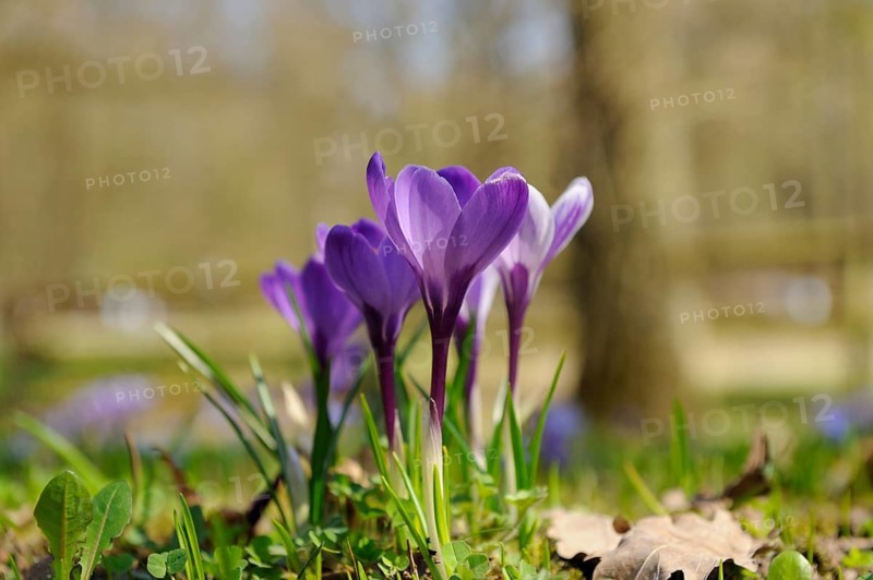 Spring crocus (Crocus vernus) flowering on a meadow in spring, Bavaria
