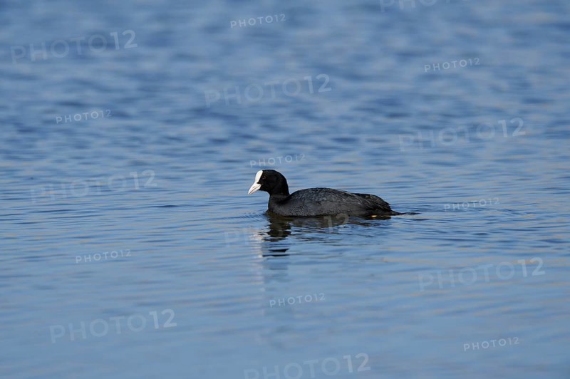 Eurasian coot (Fulica atra) swimming on a lake, wildlife, Altmühlsee, Franconia