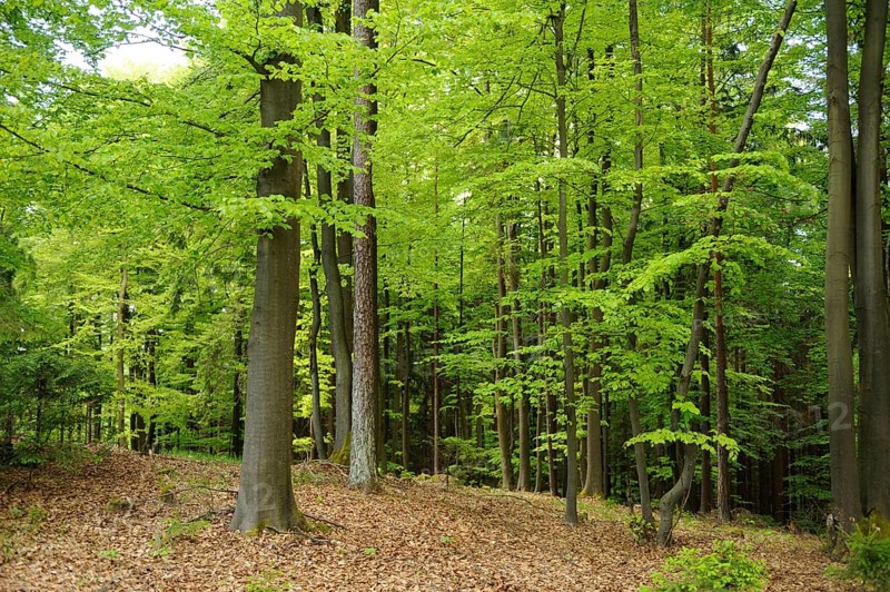A lush forest filled with vibrant green trees, Bavaria