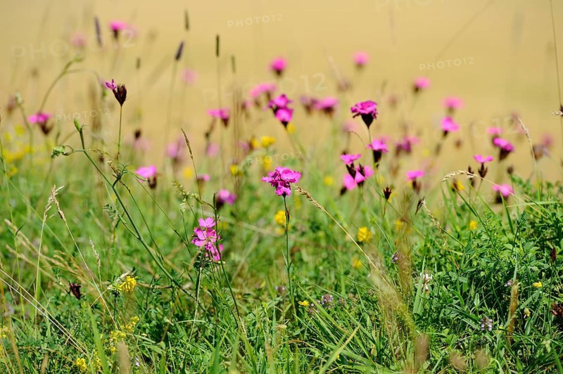 Carthusian pink (Dianthus carthusianorum) blossoms on a meadow, Upper Palatinate