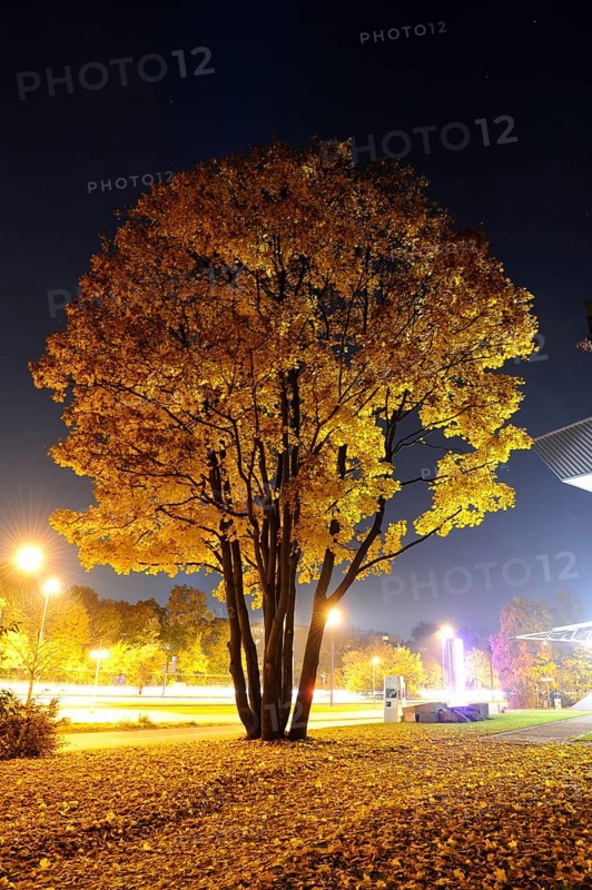 A tall tree with yellow foliage on an autumn evening, illuminated by bright streetlights, in a quiet urban environment, field maple (Acer campestre), Nuremberg