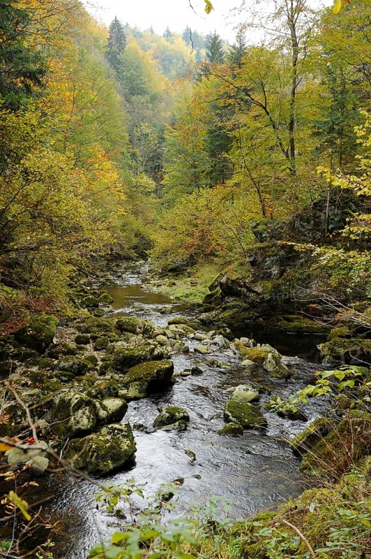 Stream flowing through an autumnal forest, Buchberger Leite, Freyung, Ringelai, Bavarian Forest National Park