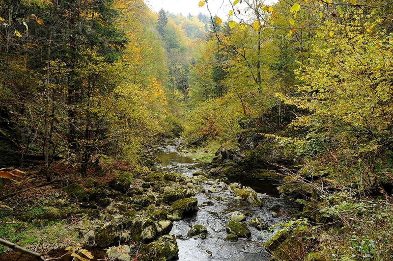 Stream flowing through an autumnal forest, Buchberger Leite, Freyung, Ringelai, Bavarian Forest National Park