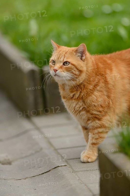 Red-haired cat walking on a pavement in the garden, felidae (Felis catus), Bavaria