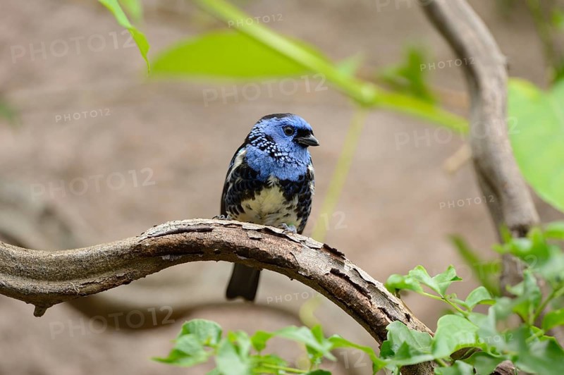 Turquoise tanager (Tangara mexicana) sitting on a branch, captive, naturally in Brazil