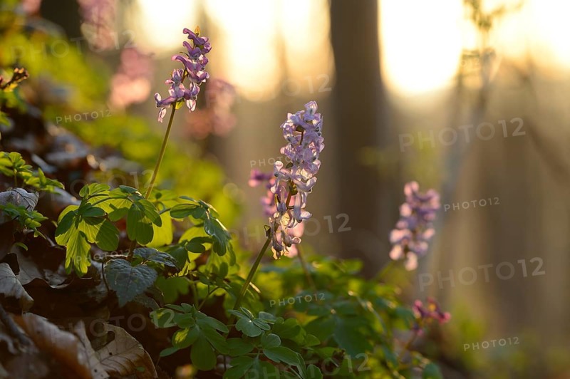 Purple flowers and green leaves in a forest bathed in soft morning sunlight, creating a serene atmosphere, (Corydalis cava), Bavaria