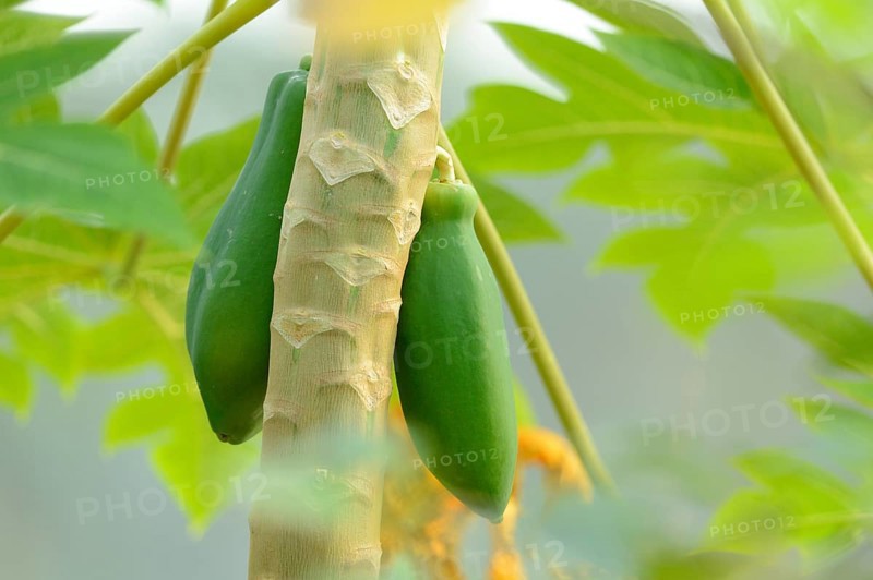 Two green papayas (Carica papaya) growing on a papaya tree surrounded by lush green leaves