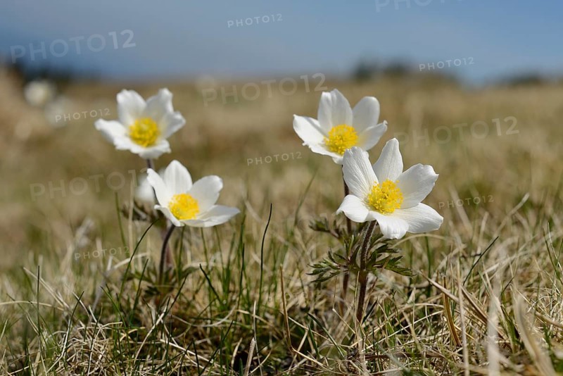 Alpine pasqueflower (Pulsatilla alpina) flowers on a meadow in the alps, Styria
