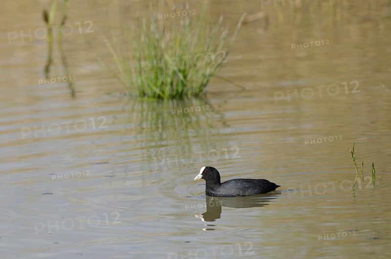Eurasian coot (Fulica atra) swimming on a lake, wildlife, Altmühlsee, Franconia