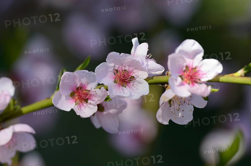 Close-up of Cherry plum (Prunus cerasifera) blossoms in spring, Bavaria