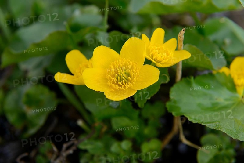 Marsh-marigold (Caltha palustris) blossoms, Bavaria