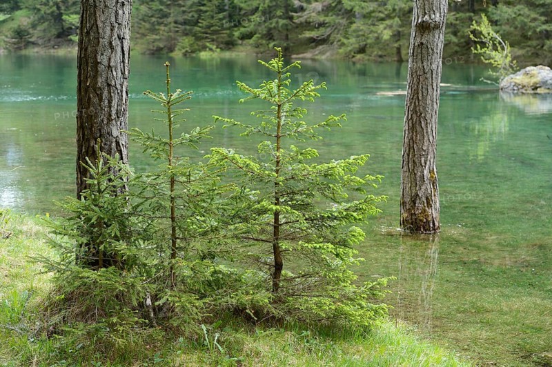 Young spruce trees stand on the shore of a quiet and clear lake, Grüner See, Styria