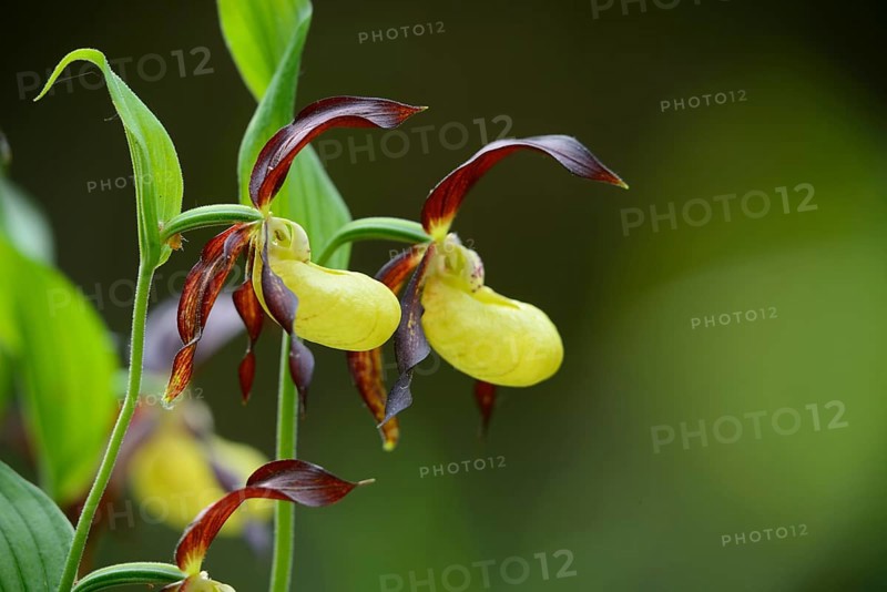 Close-up of lady's-slipper orchid (Cypripedium calceolus) in a forest in spring, Bavaria, Germany, Europe