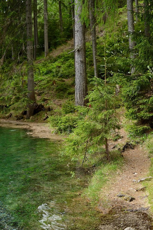 Path along a forest on the lakeshore with clear green water, surrounded by tall trees, Grüner See, Styria