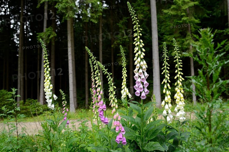 Various tall foxglove plants with white and purple flowers growing in a forest, Foxglove (Digitalis purpurea), Bavaria