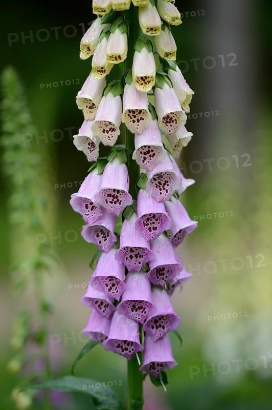 A close-up of a foxglove flower with purple and white blooms against a green background, Foxglove (Digitalis purpurea), Bavaria