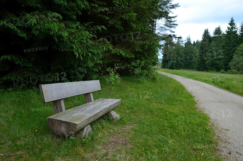 A wooden bench stands at the edge of a forest path, surrounded by green grass and tall trees, Upper Palatinate
