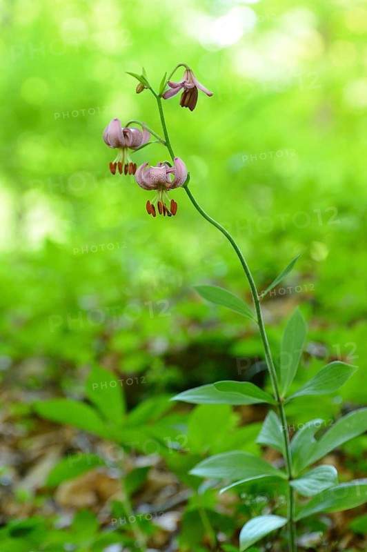 Close-up of a Martagon lily (Lilium martagon) flowering in a forest surrounded by green foliage, Upper Palatinate
