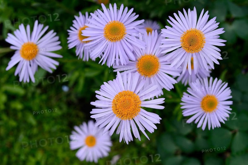 European Michaelmas daisy (Aster amellus) blooms in a garden, Bavaria